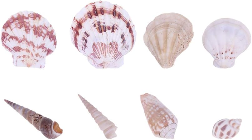 Download Decoration de la maison coquillage Free