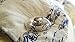 PinionPins Magnetic Duvet Clips and Comforter Clips - Stronger Than Traditional Bedding Pins - Use as Duvet Donuts, Comforter Fasteners, Curtain or Drape Pins, or to Secure Upholstery. 16 pins- Clear
