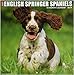 Just English Springer Spaniels 2019 Wall Calendar (Dog Breed Calendar)