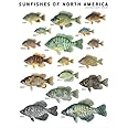 Sunfishes of North America