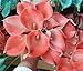 CTKcom Calla Lily Artificial Flower(20 Pack)- PVC Real Touch Flower Calla Lily Bridal Wedding Bouquet Head Lataex Real Touch Flower Bouquets Wedding Party Home Garden Restaurant Decoration(Coral Pink)