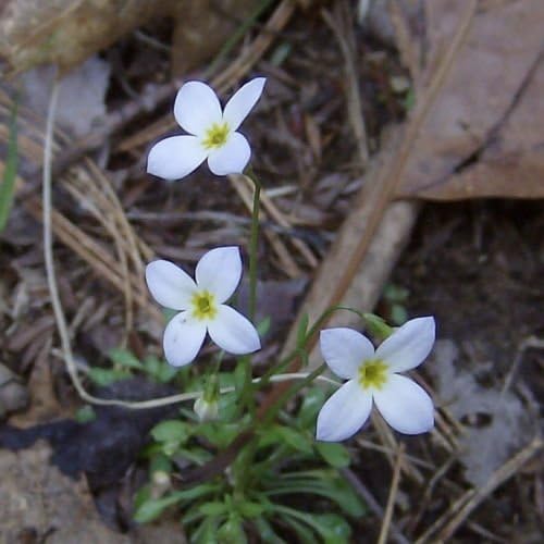 Bluets - Houstonia - Rare Flower Seeds (40)