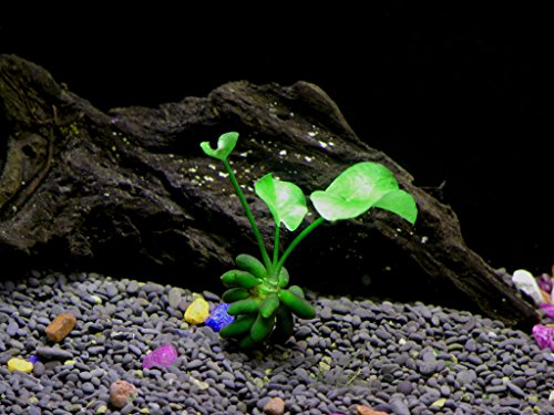 Banana Plant - Beginner Tropical Live Aquarium Plant Banana Plant - Beginner Tropical Live Aquarium Plant