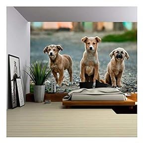 Three Cute Little Dog - Removable Wall Mural | Self-Adhesive Large Wallpaper - 66x96 inches