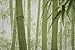 Cosmo Noren Japanese Doorway Curtain Bamboo Forest 33.5