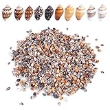 PPCLION 1300 PCS Tiny Mini Small Sea Shells for