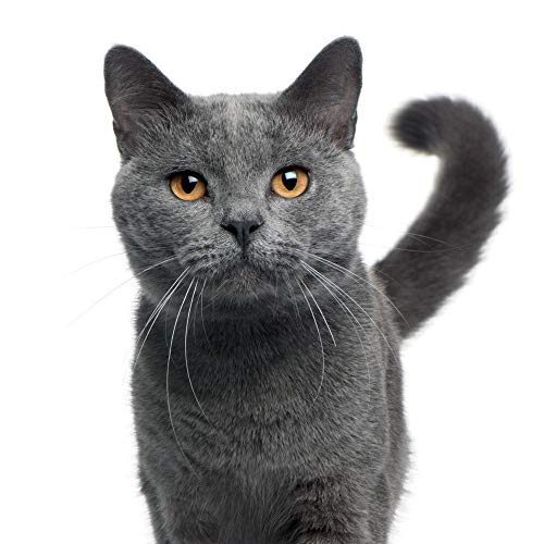 White-Cat-2-x-15-L-Katzenstreu-mit-Babypuder-Duft-Klumpstreu-staubarm-2-Muse