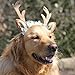 Bolbove Pet Christmas Lace Flower Antler Head Band and Santa Collar for Medium to Large Dogs (Large)