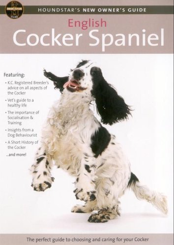 kc registered cocker spaniel
