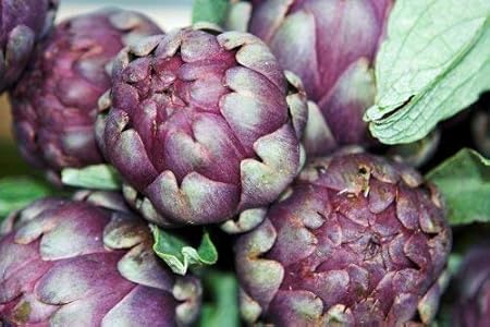 Seekay Artichaut Pelargonium De Provence 50 Graines Amazon Fr Jardin