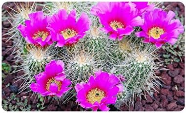 Desert Cactus Doormat Entrance Mat Floor Mat Rug Indoor/Outdoor/Front Door/Bathroom Mats Rubber Non Slip Size 30 x 18 inches