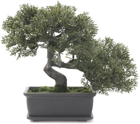 Europalms 21 cm 1-Piece Bonsai, Green