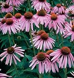 David's Garden Seeds Herb Echinacea Purpurea D956A (Purple) 500 Organic Seeds