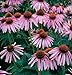Herb Echinacea Purpurea D956A (Purple) 500 Organic Seeds by David's Garden Seeds