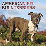 American Pit Bull Terriers 2020 12 x 12 Inch Monthly Square Wall Calendar with Foil Stamped Cover, A by