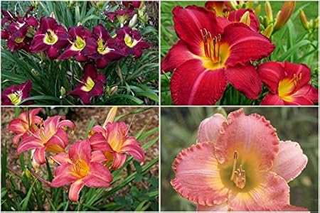 FERNSFLY IMP. Daylily | Hemerocallis | Daylilies | Day Lily Excellent Quality Flower Bulbs Aromatic Flower Plant Home Outdoor Gardening Plants Flowering Bulbs (Pack Of 9 Multi-colour)