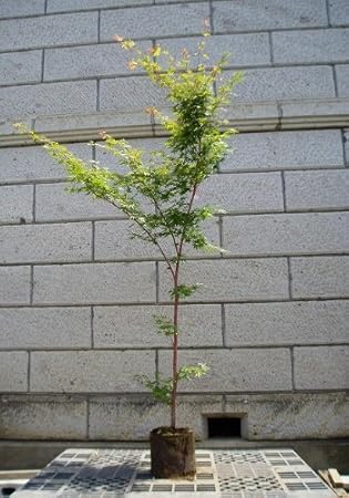 Amazon モミジ 珊瑚閣 サンゴカク 樹高1 8 2 0m 前後 根鉢含まず 単品 落葉 苗木 庭木 シンボルツリー 植木