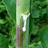 Wild Lettuce Seeds (Lactuca virosa) 50+ Rare Medicinal Herb Seeds in FROZEN SEED CAPSULES for the Gardener & Rare Seeds Collector, Plant Seeds Now or Save Seeds for Years