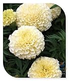 White Marigolds Heirloom Easy to Grow Rare Seeds - 100 Seeds