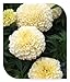 White Marigolds Heirloom Easy to Grow Rare Seeds - 100 Seeds