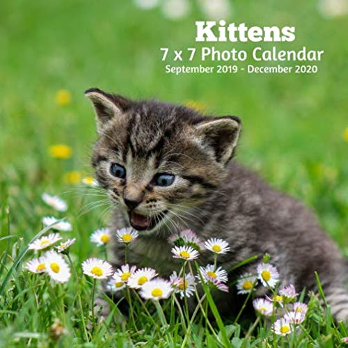Kittens 7 X 7 Photo Calendar September 2019 -December 2020: Monthly Calendar with U.S./UK/ Canadian/ by