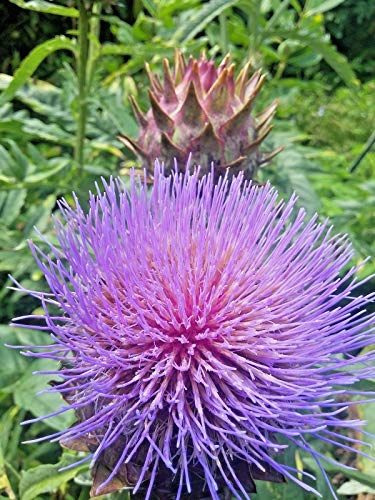Plentree Cardoon- 7+ Seeds. Organic, Non-GMO. (Cynara) Dramatic Plant, Artichoke Taste!