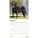 2019 Wall Calendar with Black Labrador Retriever Photos 12-Month - 12x12