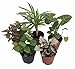 Terrarium & Fairy Garden Plants - 5 Plants in 2
