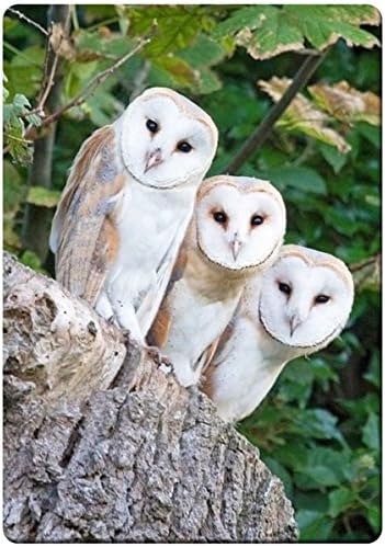 Three cute barn owls_ fridge magnet