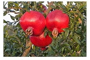 20 Nanking Cherry Tree Seeds : Seeds in The Packet