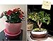 TRUEDAYS Flower Plant Container Pot Saucer Trays Pallet for Indoor Outdoor Flower Pot,10-Pack,8.5-Inches,Coffee