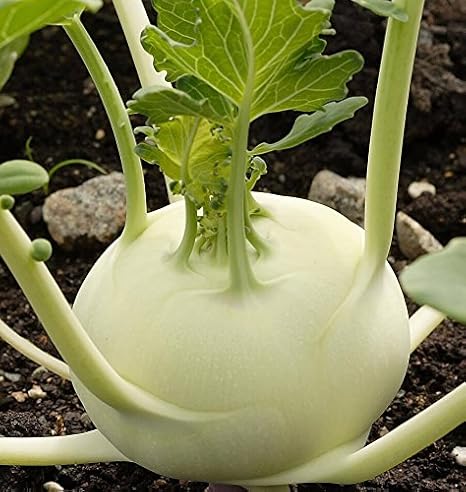 Creative Farmer Vegetable Seeds Chou Rave Seeds Kohlrabi Seeds