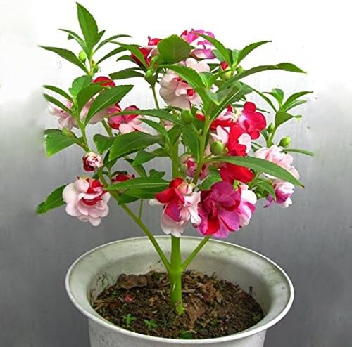 EUNOMIA 60Pcs Colorful Easy Growing Impatiens Balsamina Balsam Flower Seeds Garden Plant