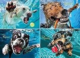 Willow Creek Press - Underwater Dogs Photo Series Pool Pawty - Seth Casteel - 1000 Piece Jigsaw Puzzle