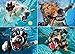 1000 Piece Jigsaw Puzzle - Adult , Couples, Children and Family Puzzles - Underwater Dogs Photo Series Pool Pawty, By Seth Casteel