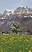 Notebook: The Alps dandelion field panorama village plants spring by Wild Pages Press