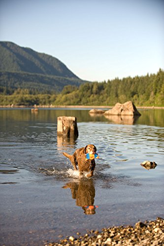 Chuckit! Small Flying Squirrel