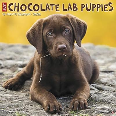 chubby chocolate lab puppy