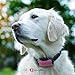 GoodBoy Dog Barking Collar for Medium and Large Dogs You Can Control Your Pet Unwanted Barking with This Safe Vibrating Anti Bark Training Device (8+lbs) (Pink, Good Girl)