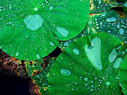 Amazon Co Jp A3 ポスター 蓮の葉 水滴 壁紙ウォールステッカーポスター A3 4x297mm Generic