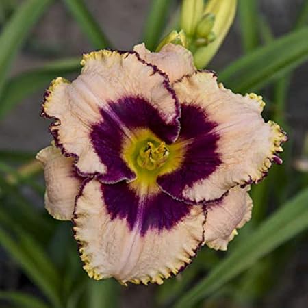 FERNSFLY IMP. Daylily | Hemerocallis | Daylilies | Day Lily Excellent Quality Flower Bulbs Aromatic Flower Plant Home Outdoor Gardening Plants Flowering Bulbs (Pack Of 1 Daring Deception)