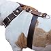 Brown Genuine Leather Dog Harness Large. 30