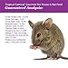 F.M. Brown's Tropical Carnival, Gourmet Pet Mouse and Rat Food with Fruits, Veggies, Seeds, and Grains, Vitamin-Nutrient Fortified Daily Diet, 2 lb