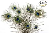 Dashington Peacock Feathers, 30