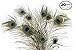 Dashington Peacock Feathers, 30