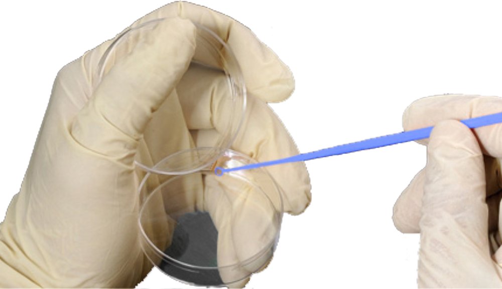 Neolab 4 02491-0054-05 Impfösen Sterile – 1 µl – Blue (Pack of 500)