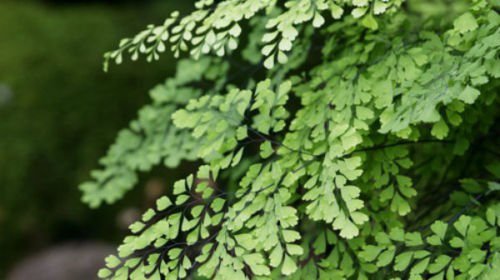Lovelygarden Fragrant Maidenhair Fern Adiantum Raddianum