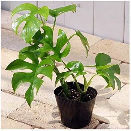 観葉植物 ヒメモンステラ ３号 １ポット