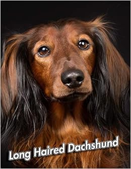 Long Haired Dachshund 2020 Weekly Calendar 12 Months 107