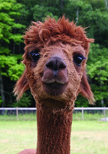 Set of 5 Assorted Cute Funny Animal Alpaca Note Cards